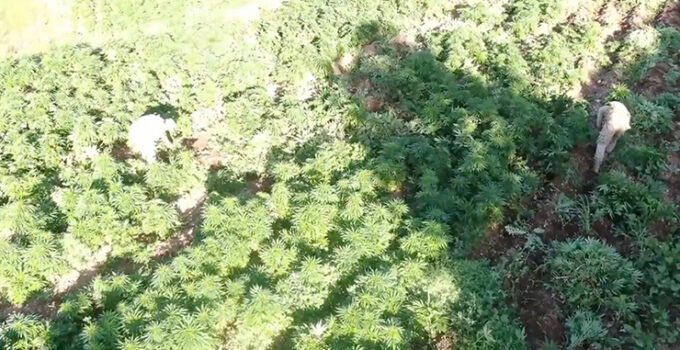Diyarbakır’da 3 milyon 476 bin kök kenevir ve skunk ele geçirildi