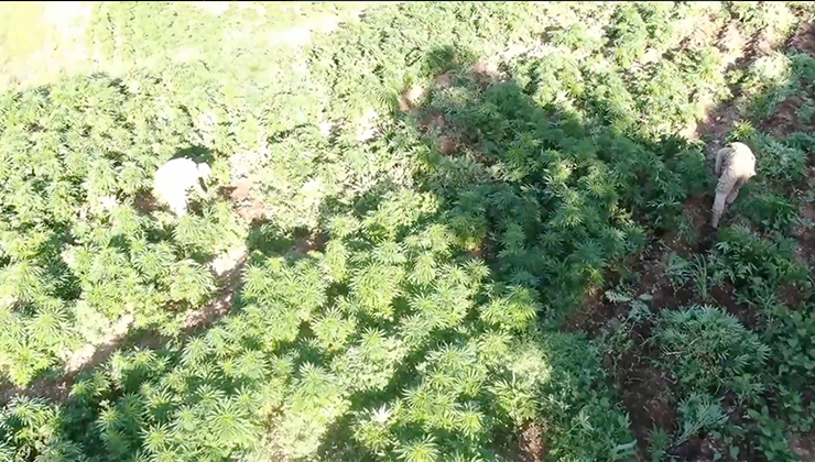 Diyarbakır’da 3 milyon 476 bin kök kenevir ve skunk ele geçirildi