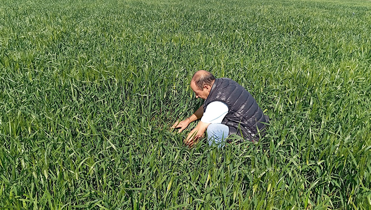 Ereğli’de süne kımıl sürvey çalışmaları başladı