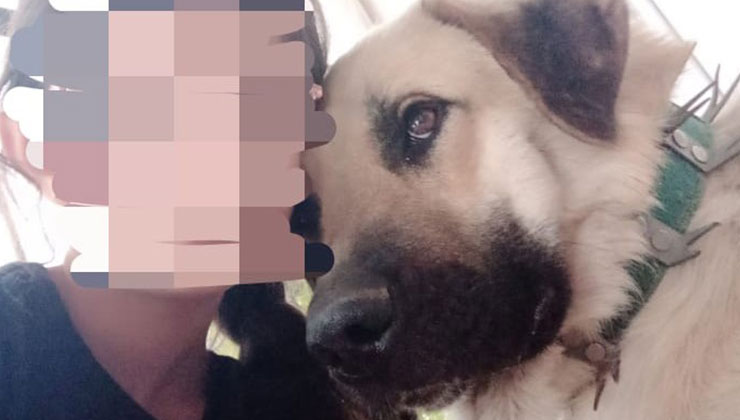 Isırdığını iddia ettiği köpeği silahla vurdu, sahipleri şikayetçi oldu