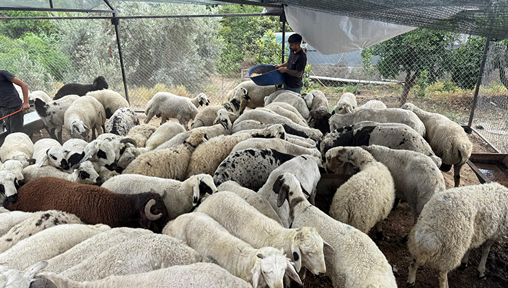 Karnı şiş kurbanlıklara dikkat: Yeme karıştırılan tuz ve sumak koyunları şişkin gösteriyor