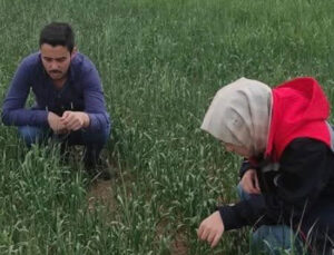 Kulu’da süne sürvey çalışmaları devam ediyor