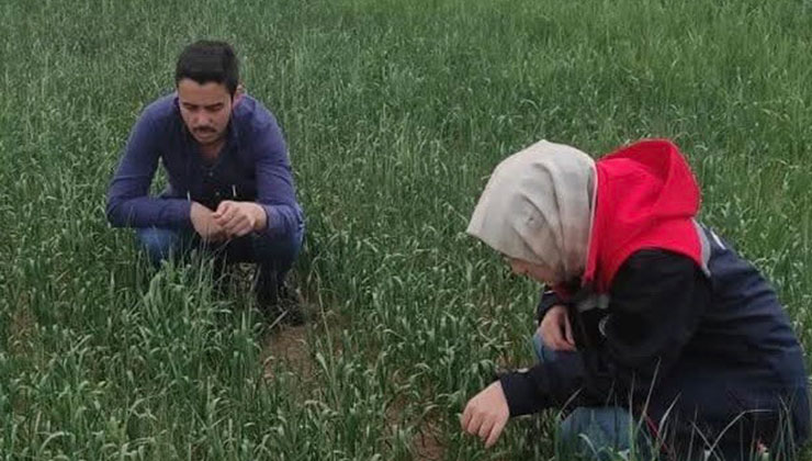 Kulu’da süne sürvey çalışmaları devam ediyor