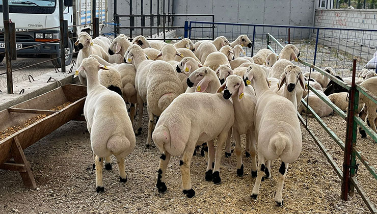 Kurban pazarlarında hareketlilik başladı