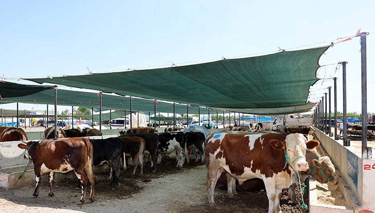 Kurbanlık alırken sağlık raporlarına dikkat edin
