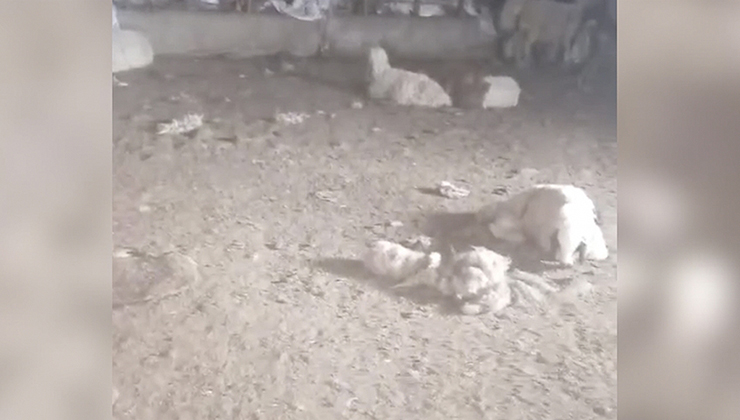 Şanlıurfa’da başıboş köpeklerin saldırdığı 29 kuzu telef oldu