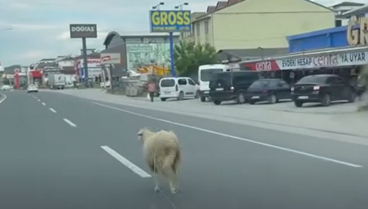 Yalova’da kaçak kurbanlık koyun trafiği birbirine kattı