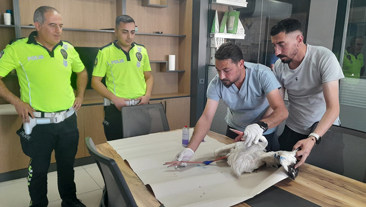 Yaralı leyleğe polisten şefkat eli