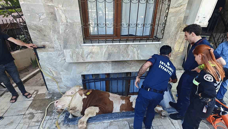 Bahçelievler’de kurbanlık boğayı kurtarma operasyonu