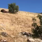 Batman’da silahla vurulmuş halde 7 yılkı atı bulundu