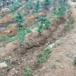 Bingöl’de uyuşturucu operasyonu