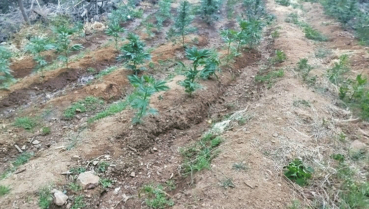 Bingöl’de uyuşturucu operasyonu