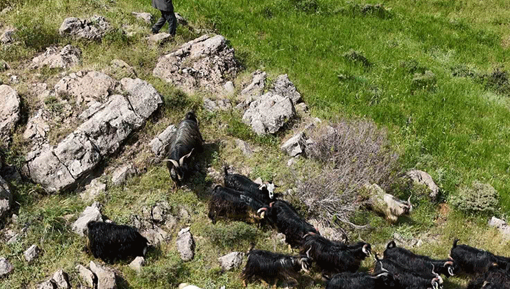 Bitlis’te kaçan 26 kurbanlık keçi dronla bulundu