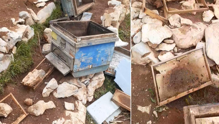Bozkır’da ayılar arı kovanlarına zarar verdi
