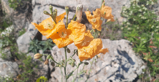 Bozkır’ın yüksek rakımlı yaylalarındaki bitki florası araştırıldı