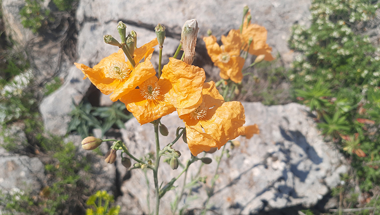 Bozkır’ın yüksek rakımlı yaylalarındaki bitki florası araştırıldı