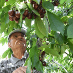 Çanakkale’nin çay bardağına sığmayan kirazları yurt dışına gönderiliyor