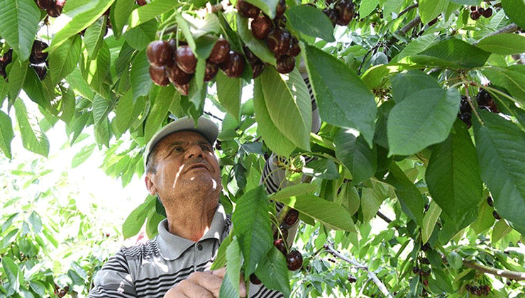 Çanakkale’nin çay bardağına sığmayan kirazları yurt dışına gönderiliyor