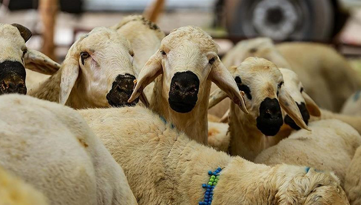 Diyanetten “bayram namazı öncesi kesilen kurbanlar geçersizdir” uyarısı
