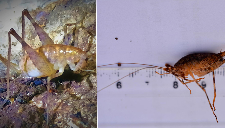 Diyarbakır’da bulunan yeni çekirge türüne ‘Troglophilus diclensis’ ismi verildi