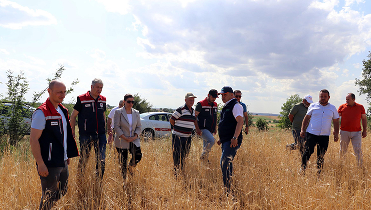 Edirne’de dolu 10 bin dekar buğday ve ayçiçeği tarlasına zarar verdi