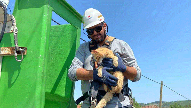 Elektrik direğinde mahsur kalan kedi kurtarıldı