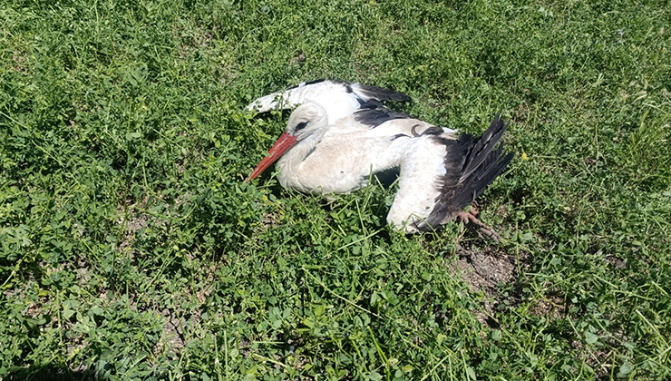 Karapınar’da yonca tarlasında yaralı leylek bulundu