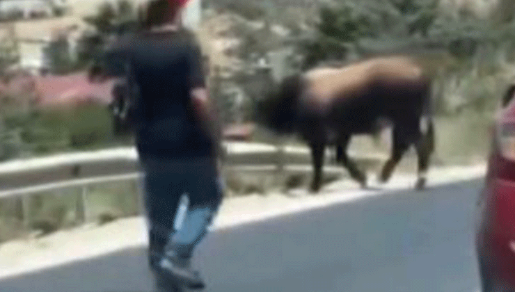 Karayolunda trafiği durduran boğa, sahiplerine korku dolu anlar yaşattı
