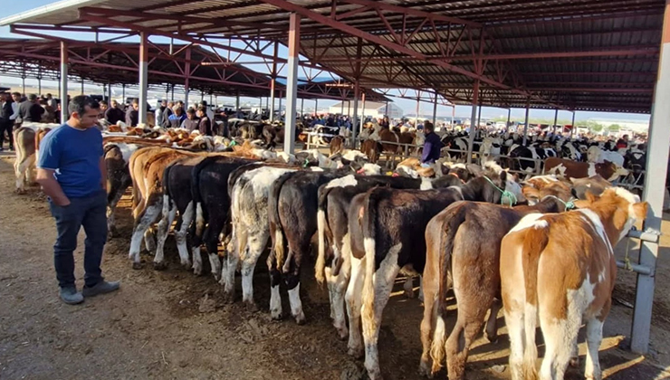 Kırşehir’de canlı hayvan pazarı, ‘şap’ gerekçesiyle geçici olarak kapatıldı