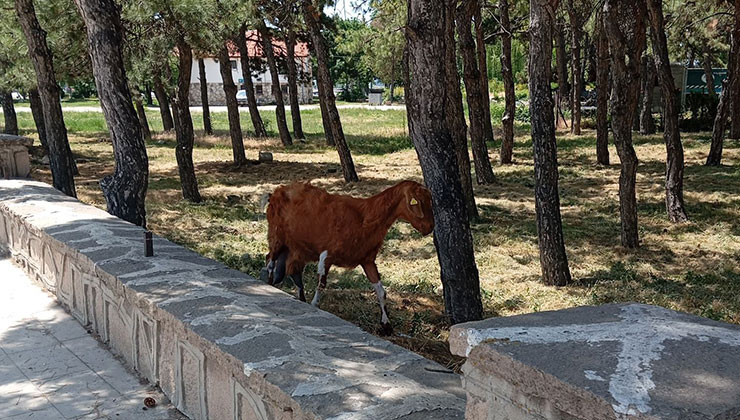 Konya’da firari keçiler ekipler tarafından bulundu