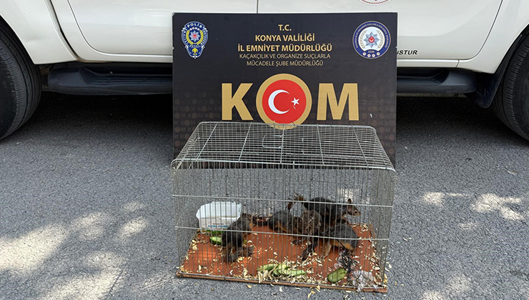 Konya’da yasadışı sincap ticaretine operasyon