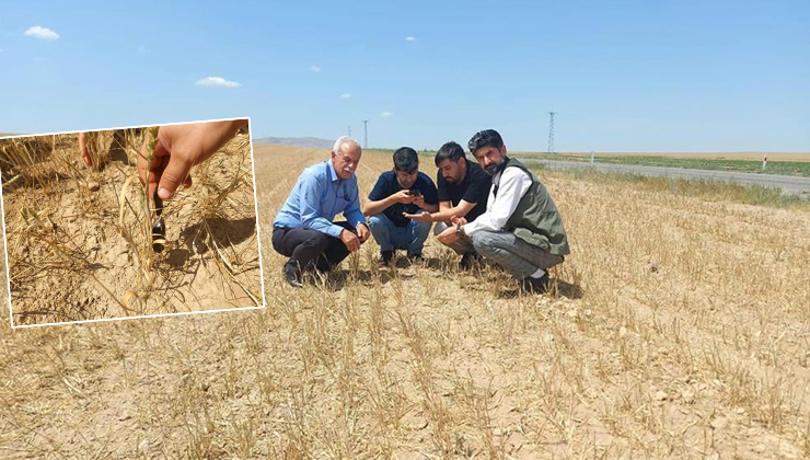 Kulu’da hububatı kuraklık vurdu: Arpa sapı boyları bir karış…