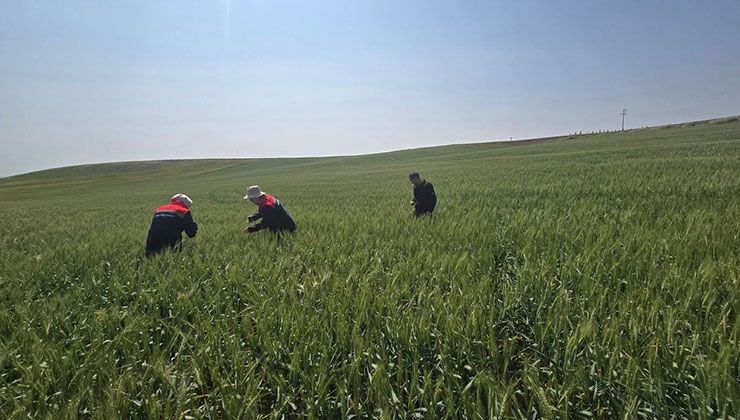 Kulu’da süne zararlısıyla mücadele çalışmaları