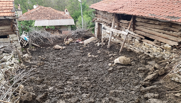 Kütahya’da ağılan girip sürüye saldırdı; 25 koyun öldü