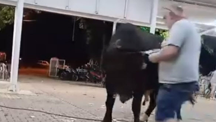 Para atarken boğanın boynuz darbesiyle havaya fırladı