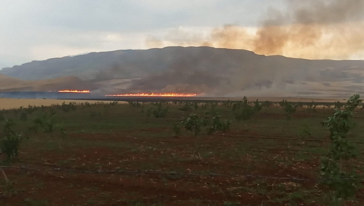 Siirt’te yıldırımın isabet ettiği çam ağacı yarıldı, 200 dönüm buğday yandı