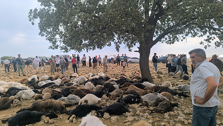 Şırnak’ta yıldırım isabet eden 99 küçükbaş öldü
