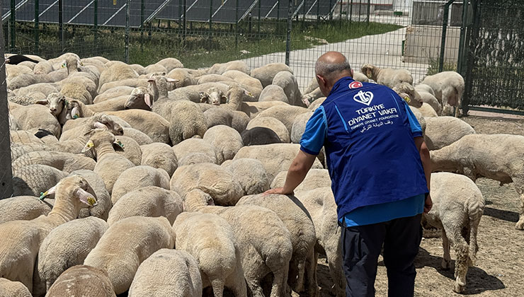 TDV, Konya’da kurban etlerini 12 bin 540 kişiye ulaştıracak