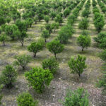 TİGEM’in badem ormanları erozyonla ve zararlılarla mücadele ediyor