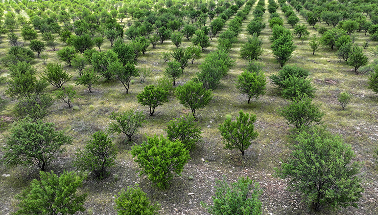 TİGEM’in badem ormanları erozyonla ve zararlılarla mücadele ediyor