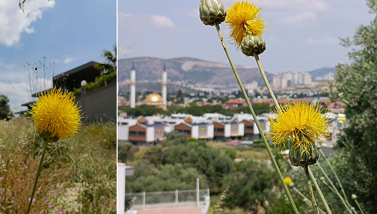 ‘Tülüşah’ı koparmanın cezası 557 bin TL