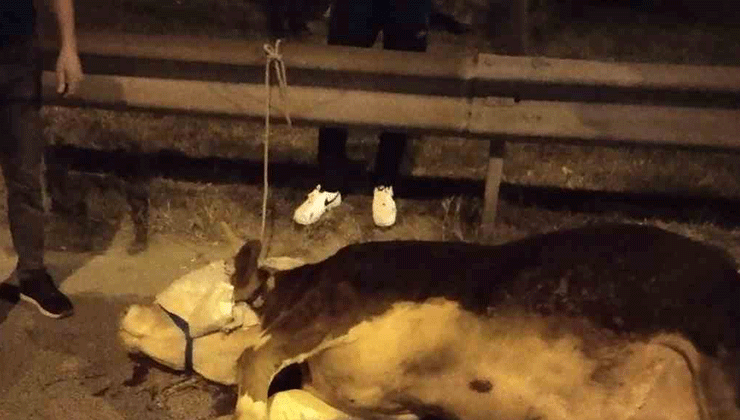 Ümraniye’de kamyonetten yola atlayan kurbanlık dananın ayağı kırıldı