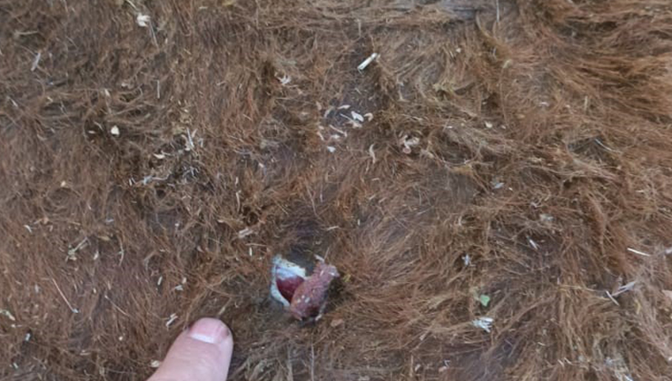 Yayla kavgası: 1 yaralı