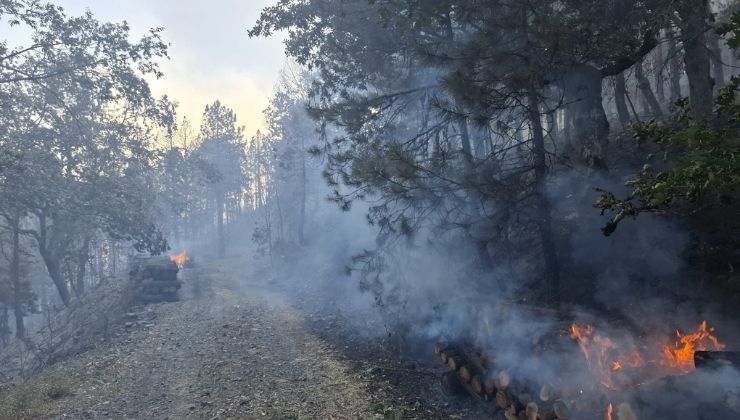 Motorlu testerenin egzozundan sıçrayan kıvılcım ormanı yakmış: 1 tutuklama