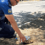 Yanmak üzere olan kaplumbağayı polis son anda kurtardı