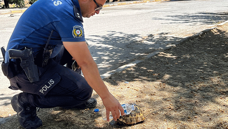 Yanmak üzere olan kaplumbağayı polis son anda kurtardı