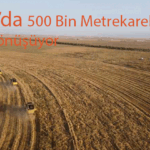 Konya’da 500 Bin Metrekarelik Hasat Hayra Dönüşüyor