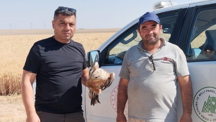 Konya’da yaralı şahin koruma altına alındı