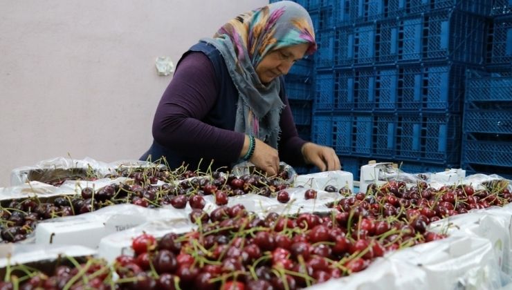 Hadim kirazında zirai don ihracatı durdurdu