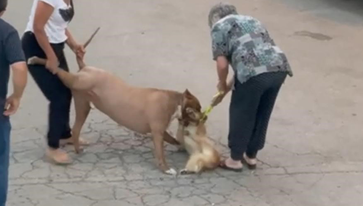 Ağızlıksız dolaştırılan pitbull, hem köpeğe hem de kendi sahibine saldırdı